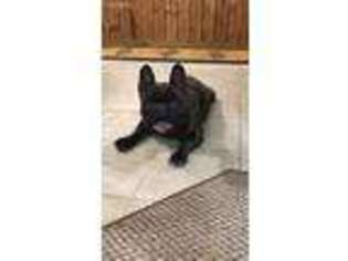French Bulldog Puppy for sale in Hamptonville, NC, USA