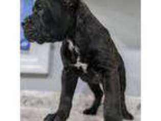 Alapaha Blue Blood Bulldog Puppy for sale in Kansas City, MO, USA