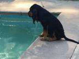 Bloodhound Puppy for sale in Sacramento, CA, USA