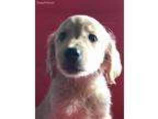 Golden Retriever Puppy for sale in Sawyer, OK, USA