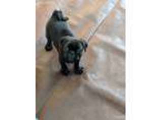 Pug Puppy for sale in Angola, NY, USA