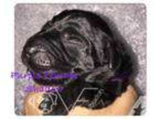 Labrador Retriever Puppy for sale in ELMORE CITY, OK, USA