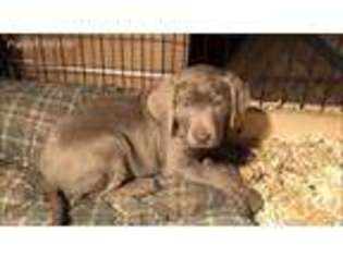 Labrador Retriever Puppy for sale in New Ulm, MN, USA