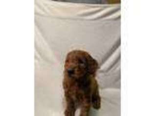 Goldendoodle Puppy for sale in Haven, KS, USA