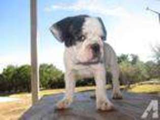 French Bulldog Puppy for sale in NEW BRAUNFELS, TX, USA