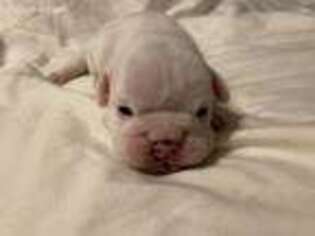 Bulldog Puppy for sale in Eastford, CT, USA