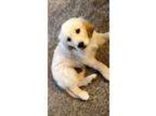 Golden Retriever Puppy for sale in Artesia, NM, USA