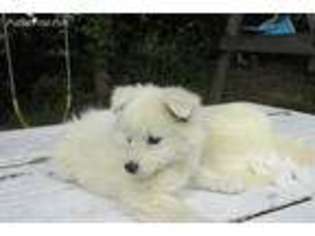American Eskimo Dog Puppy for sale in North East, PA, USA