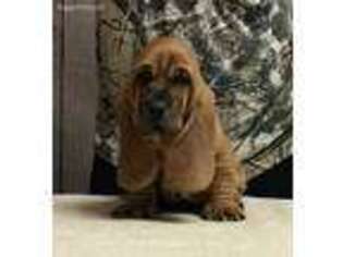 Basset Hound Puppy for sale in Ovapa, WV, USA