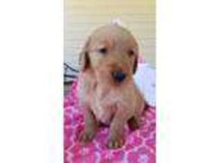 Golden Retriever Puppy for sale in Sunset, SC, USA