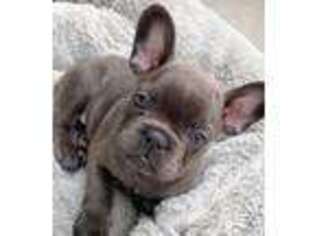 French Bulldog Puppy for sale in Muncie, IN, USA