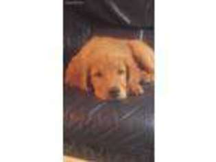 Golden Retriever Puppy for sale in Backus, MN, USA