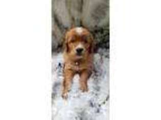 Golden Retriever Puppy for sale in Emlenton, PA, USA