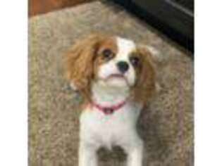Cavalier King Charles Spaniel Puppy for sale in Meadville, PA, USA