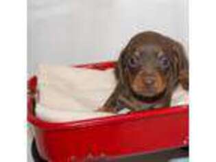 Dachshund Puppy for sale in Russellville, AL, USA