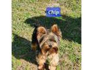 Yorkshire Terrier Puppy for sale in Pelion, SC, USA