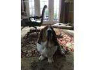 Basset Hound Puppy for sale in Alpharetta, GA, USA