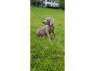 Weimaraner Puppy for sale in Lebanon, PA, USA