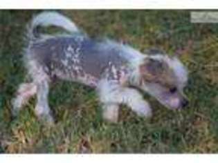 Chinese Crested Puppy for sale in Little Rock, AR, USA