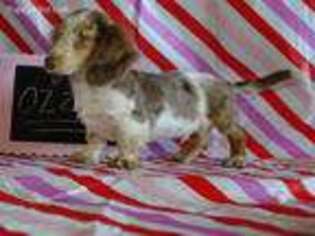 Dachshund Puppy for sale in Lynn, IN, USA
