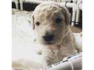 Goldendoodle Puppy for sale in Brookville, PA, USA