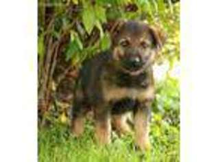 German Shepherd Dog Puppy for sale in New Freedom, PA, USA