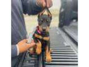 Doberman Pinscher Puppy for sale in Fresno, CA, USA