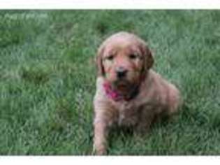 Golden Retriever Puppy for sale in Plummer, ID, USA