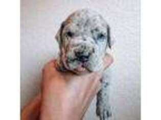 Great Dane Puppy for sale in Loveland, CO, USA