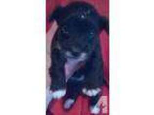 Yorkshire Terrier Puppy for sale in FENNVILLE, MI, USA