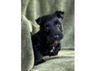 Scottish Terrier Puppy for sale in Moyie Springs, ID, USA