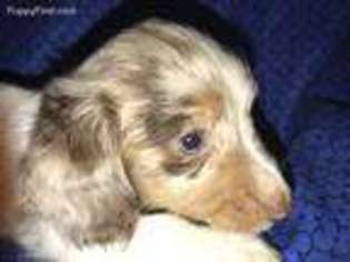 Dachshund Puppy for sale in Mansfield, OH, USA
