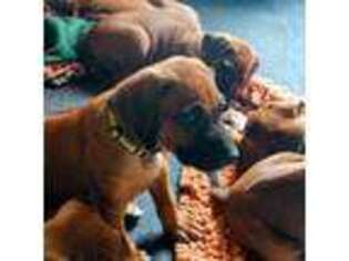 Rhodesian Ridgeback Puppy for sale in Klamath Falls, OR, USA