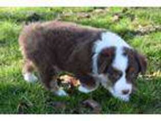Australian Shepherd Puppy for sale in Westville, OK, USA