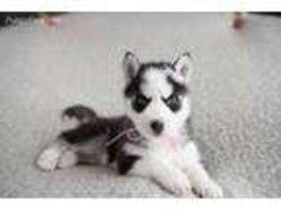 Siberian Husky Puppy for sale in Hickory Hills, IL, USA