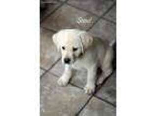 Labrador Retriever Puppy for sale in Grove City, MN, USA