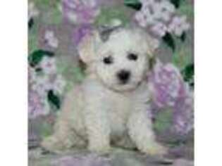 Bichon Frise Puppy for sale in Etna Green, IN, USA