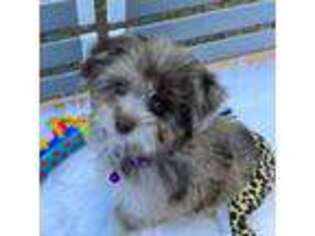 Shih-Poo Puppy for sale in Coldspring, TX, USA