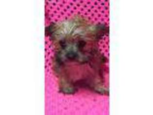 Chorkie Puppy for sale in Eastman, GA, USA