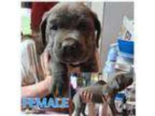 Cane Corso Puppy for sale in Vacaville, CA, USA