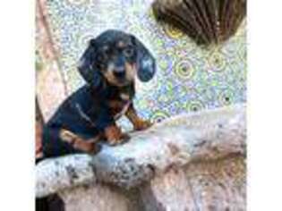Dachshund Puppy for sale in Phoenix, AZ, USA