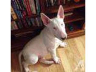 Bull Terrier Puppy for sale in MANHATTAN, NY, USA