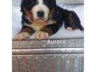 Bernese Mountain Dog Puppy for sale in Stamping Ground, KY, USA