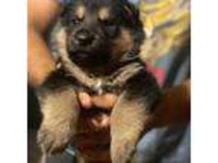 German Shepherd Dog Puppy for sale in Cocoa, FL, USA
