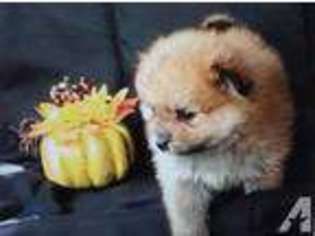 Pomeranian Puppy for sale in HUMANSVILLE, MO, USA
