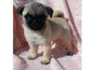 Pug Puppy for sale in Great Falls, MT, USA