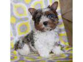 Biewer Terrier Puppy for sale in Coshocton, OH, USA