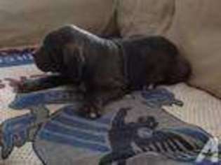 Neapolitan Mastiff Puppy for sale in Northridge, CA, USA
