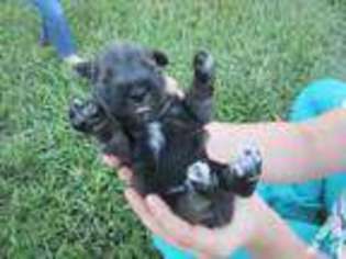 Mutt Puppy for sale in LAKE WALES, FL, USA