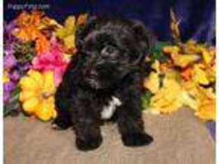 Yorkshire Terrier Puppy for sale in Kinzers, PA, USA